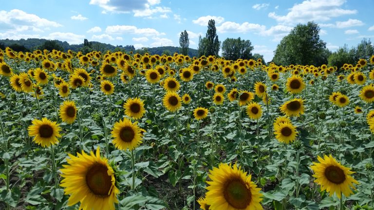 230408_sonnenblumen
